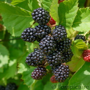 Brombeere 'Black Satin'